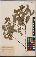 Foto von Salix caprea L.